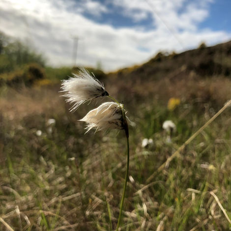 Guided outdoor morning meditation