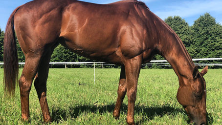 Horse Behaviour: A Comprehensive Guide to Horses' Body Language