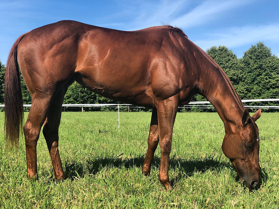 Horse Behaviour: A Comprehensive Guide to Horses' Body Language