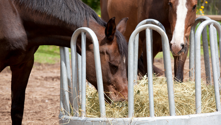 Hay Feeders: Choosing the Best Option for You and Your Horse