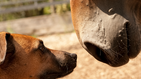 Horses and Dogs: Safe Dog Introductions 