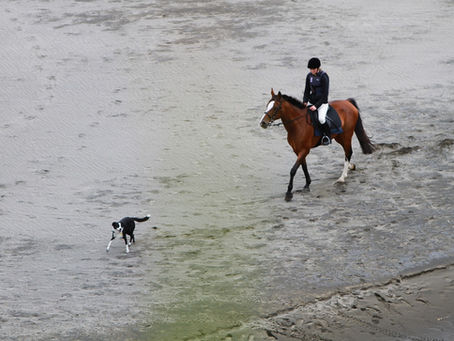 How to Safely Include Your Dogs On Your Outdoor Horse Rides