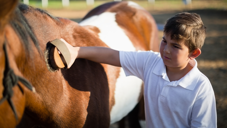 Essential Horse Care Routines: Grooming