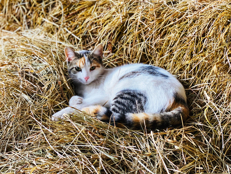 The Importance of Cats in a Horse Stable