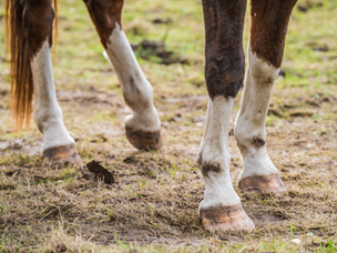 Treating and Preventing Equine Laminitis