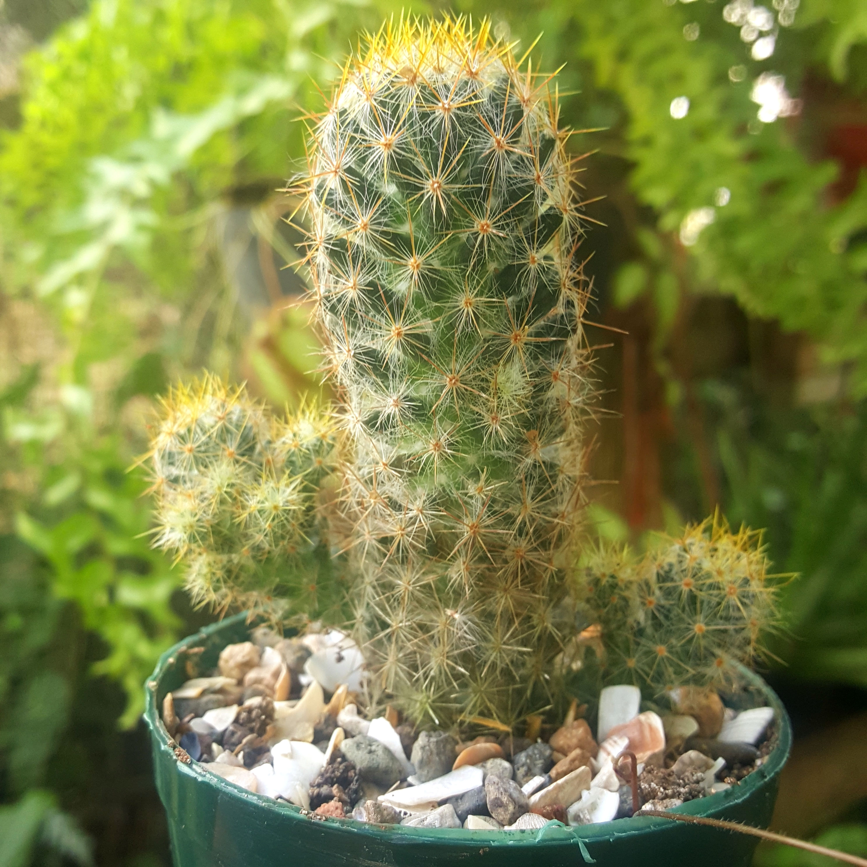 Mammillaria Prolifera 