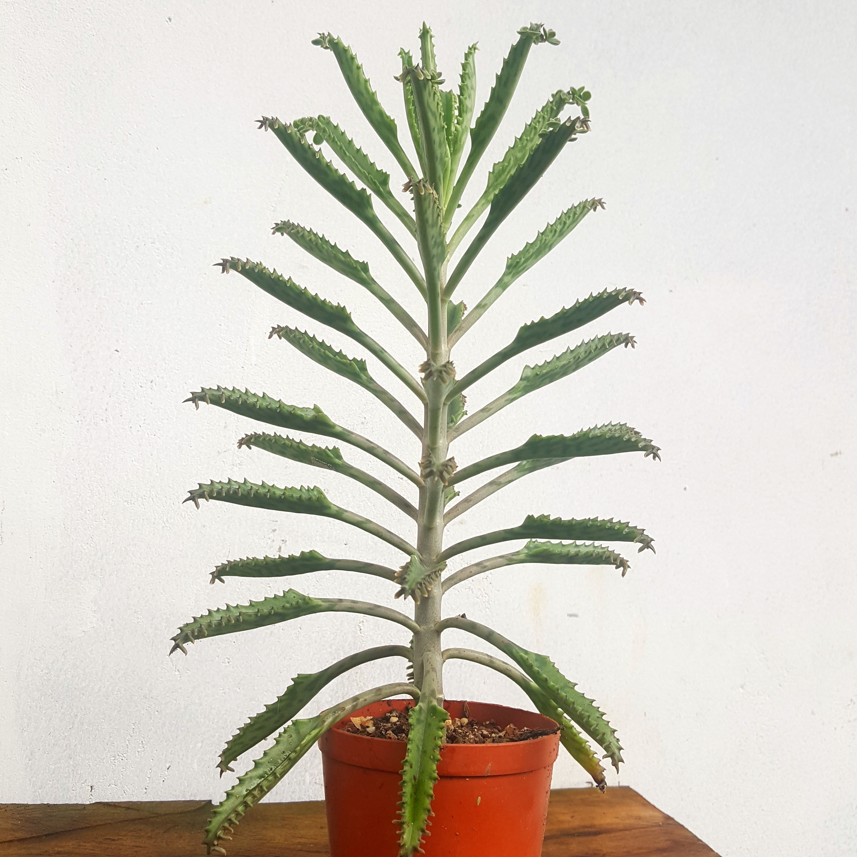 Kalanchoe daigremontiana