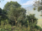 Thumbnail: Y Tý Air Dried Black Spring 2026