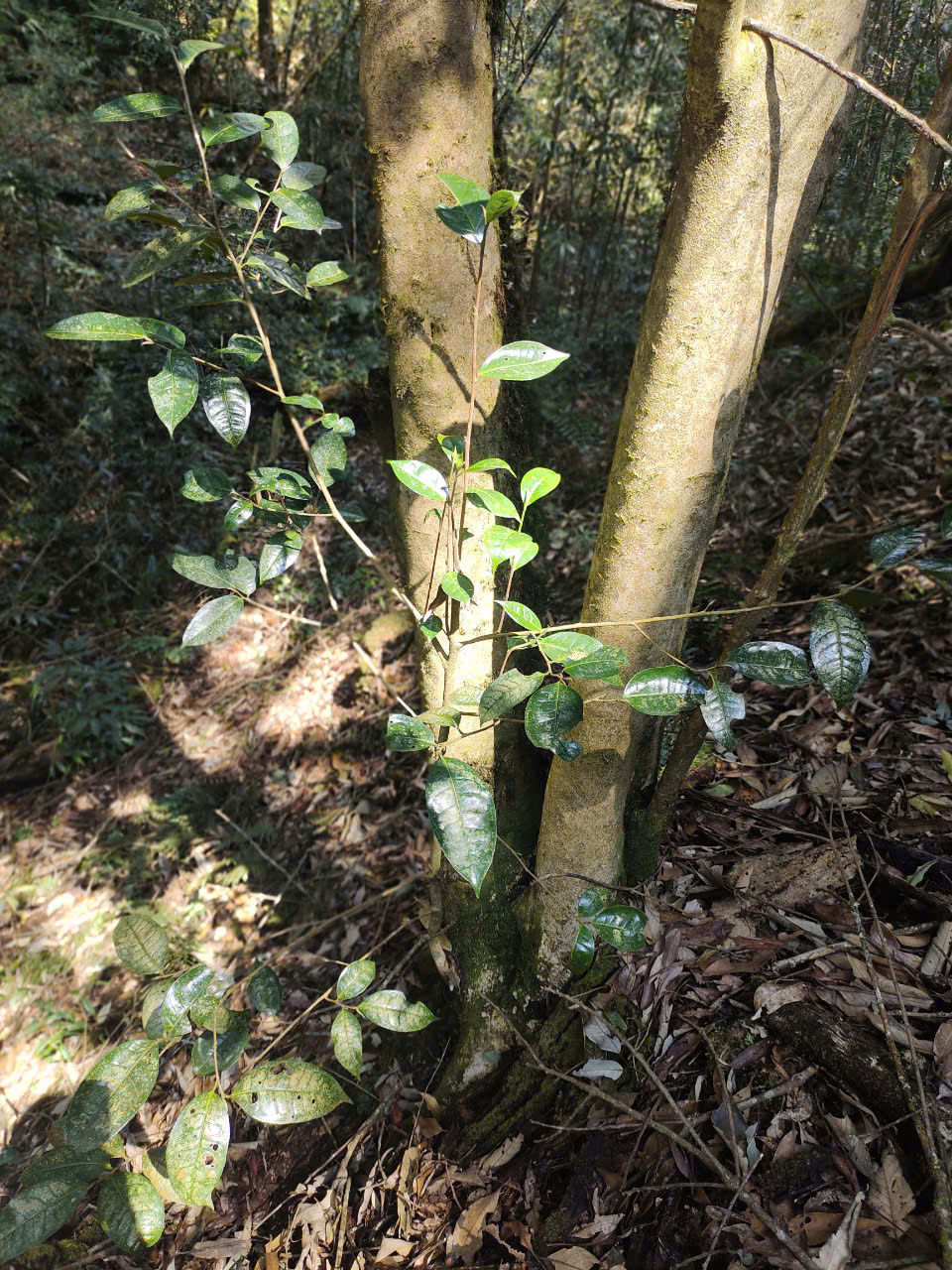 Thumbnail: Lào Cai Deep Forest Black Spring 2025