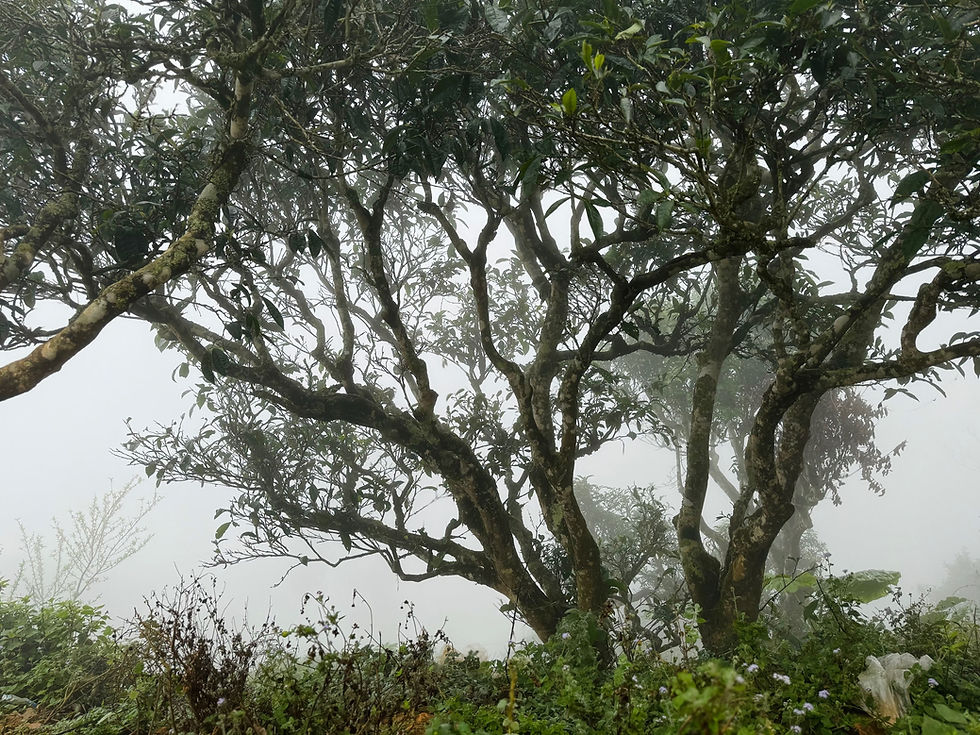 Thumbnail: Sơn La Autumn 2024