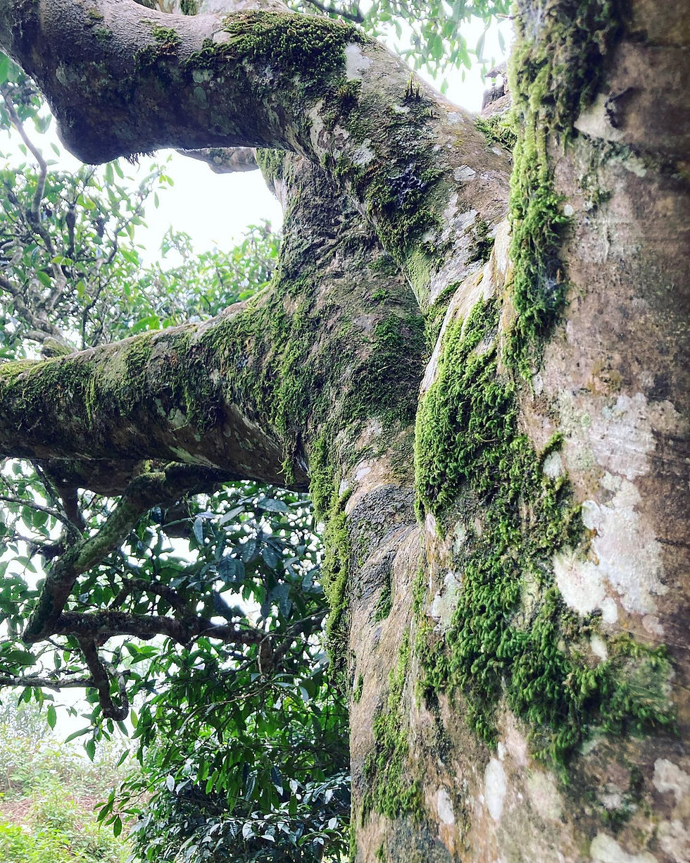 Thumbnail: Sơn La Maocha Spring 2024