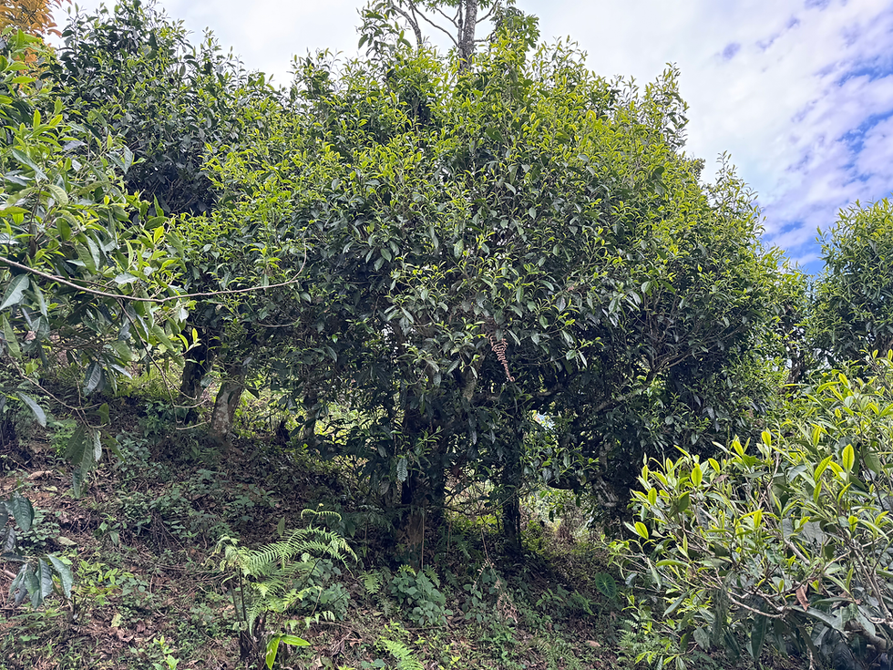 Thumbnail: Giàng Pằng Black (Pan Dried) Spring 2025