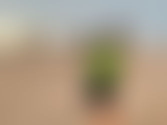 Lost Nomads, Maroko dan Peggy Gou