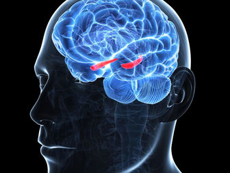 Hippocampus: vergeten en versterken van herinneringen