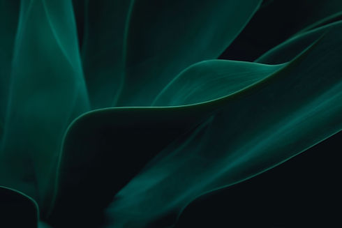 Cactus plant Agave attenuata soft details texture. Natural abstract, delicate and fluid sh
