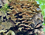 IMG_0905 2 Medium.jpeg
