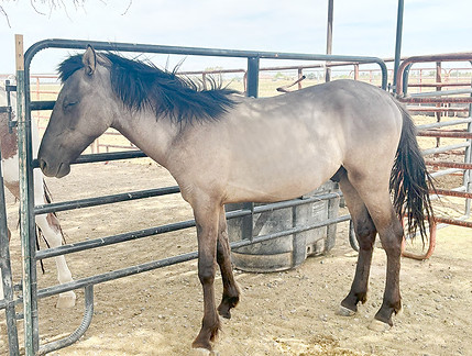 Wild Horse removed from the tribal lands of the southern region.