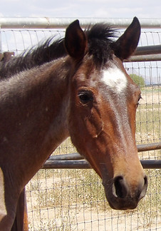 Rosie a Wild Horse removed from the tribal lands of the southern region.