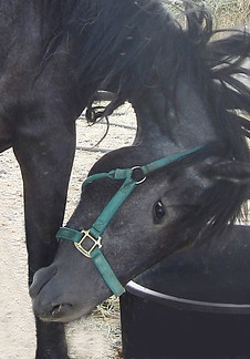 AZUL a Wild Horse removed from the tribal lands of the southern region.