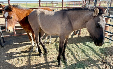 Wild Horse Bucker & Smokie, Wild Horses removed from the tribal lands of the southern region.
