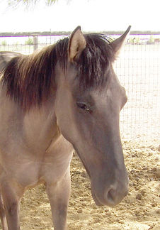WIld Horse removed from the tribal lands of the southern region.