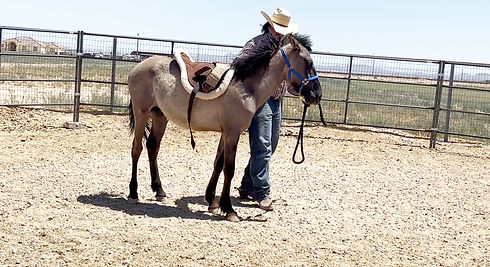 Wild Horse Training