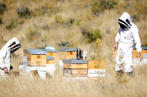 Nectar Manuka Honey-28.jpg