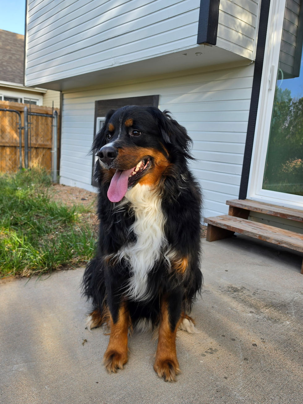Owner's dog