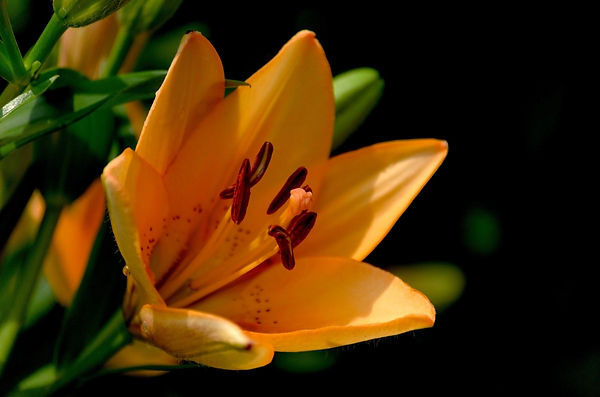 lily_flower_daylily_flowers_plants_macro
