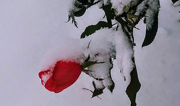 20201216_134708_Burst01_edited.jpg