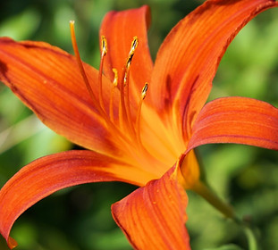 flower_blossom_bloom_nature_plant_summer