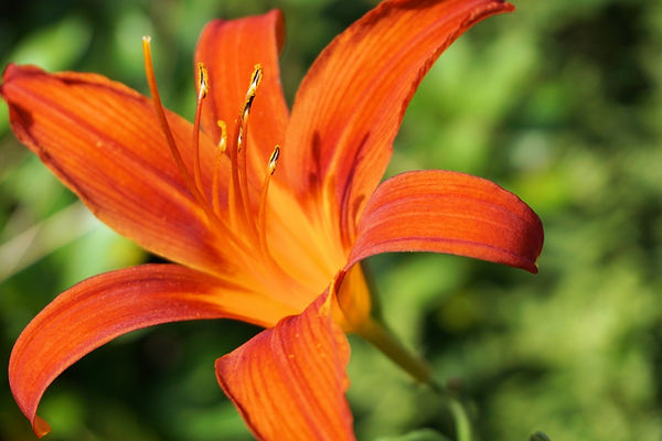 flower_blossom_bloom_nature_plant_summer