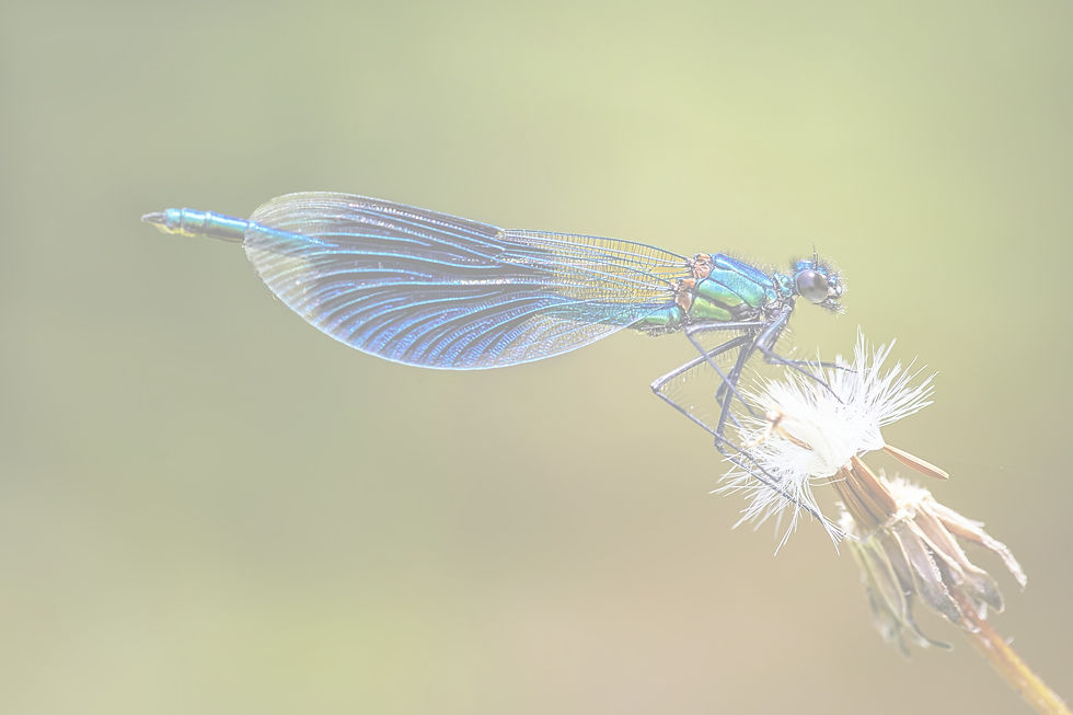 Dragonfly in the most beautiful light_edited.jpg