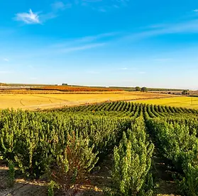 15_Silverlake_Winery_Package_-_Concierge_Auctions.webp
