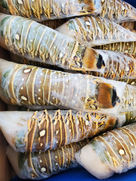 Half pound warm water lobster tails fresh at The Seafood Place seafood market Tullahoma Tennessee