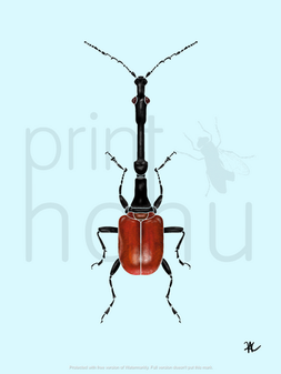Giraffe_Weevil_(Tgiraffa).png