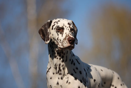 salli5.25.jpg