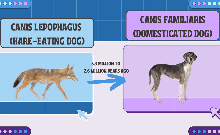 Canis lepophagus (hare-eating dog).png