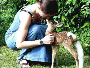 Lydia Bourdeau, vétérinaire au Centre de Soins de la Faune Sauvage Poitevine, basé à Targé