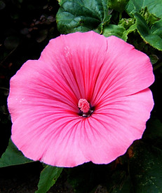 Lavatera-closeup0670.JPG