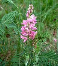 Sainfoin