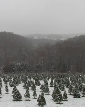 Harford County Maryland Christmas Tree Farm Hickory Hill