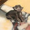 Thumbnail: Bakeneko