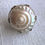 Thumbnail: Sea Snail Mourning Brooch 1843