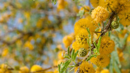 DEATH - ACACIA AND THE CAVE OF HEBRON