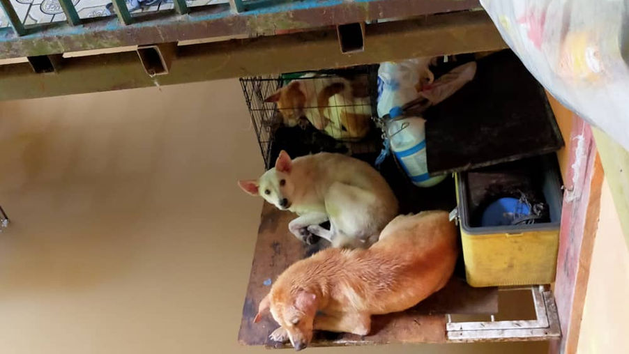 Charity: Animal Shelter