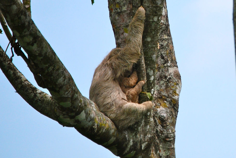 Momma and baby Three-toed Sloth