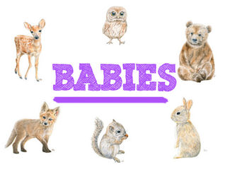 Spring is for the birds & the bees and BABIES!