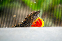 Brown Anole