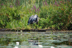 Great Blue Heron 